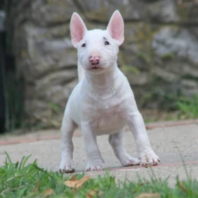 Mini bull terrier – piękne szczenięta