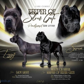 Cane Corso piękne szczenięta
