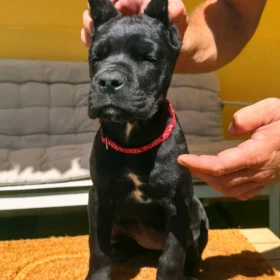 Cane Corso piękne szczenięta