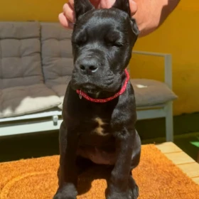 Cane Corso piękne szczenięta