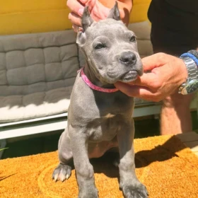 Cane Corso piękne szczenięta