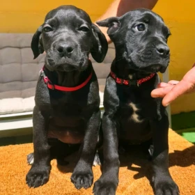 Cane Corso piękne szczenięta