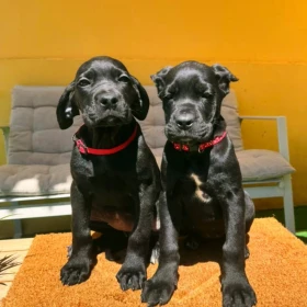 Cane Corso piękne szczenięta
