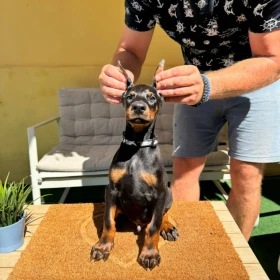 Doberman szczenięta