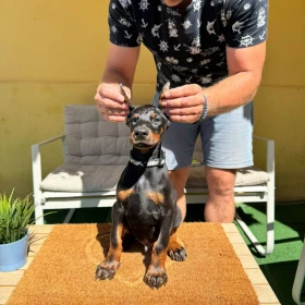 Doberman szczenięta