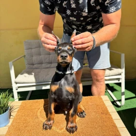 Doberman szczenięta