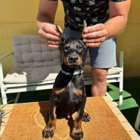 Doberman szczenięta