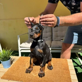 Doberman szczenięta
