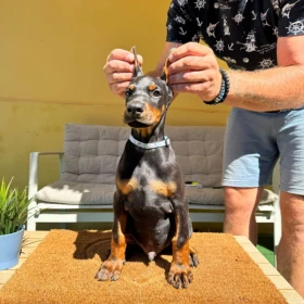 Doberman szczenięta