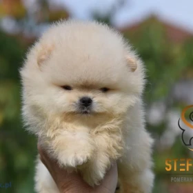Pomeranian BOO misie, Szczeniaki Pomeranian Spitz