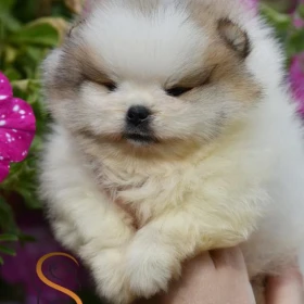 Pomeranian BOO misie, Szczeniaki Pomeranian Spitz