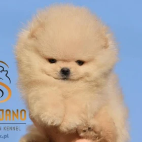 Pomeranian BOO misie, Szczeniaki Pomeranian Spitz