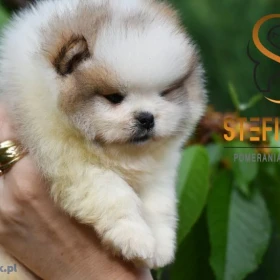 Pomeranian BOO misie, Szczeniaki Pomeranian Spitz