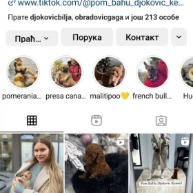 Pudle Szczenięta Toy i Mini