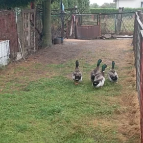 MIX* Kaczorów i Kaczek , w różnym Przedziale Wiekowym , oraz Kolorystyce POLECAM - bdb. smaczne MIESO**