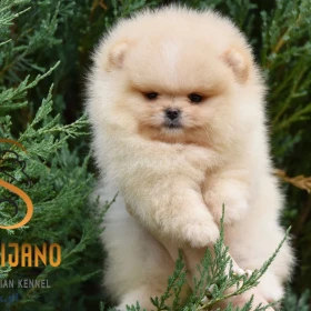 Pomeranian Boo Szczenięta