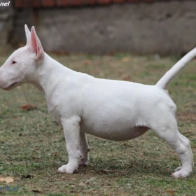 Miniature Bull Terrier