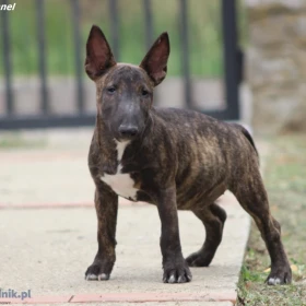 Miniature Bull Terrier