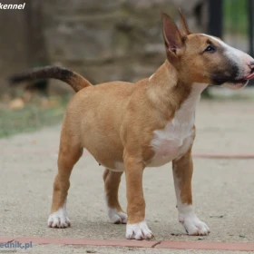 Miniature Bull Terrier