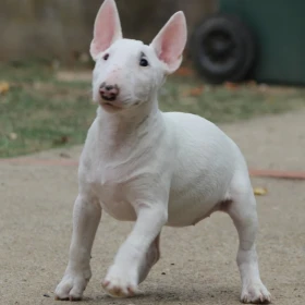 Miniature Bull Terrier