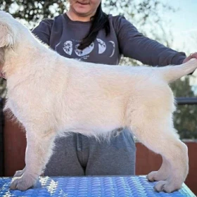 Golden Retriever – PIĘKNE SZCZENIĘTA