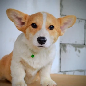 Welsh Corgi Pembroke – Piękne szczenięta
