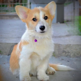 Welsh Corgi Pembroke – Piękne szczenięta