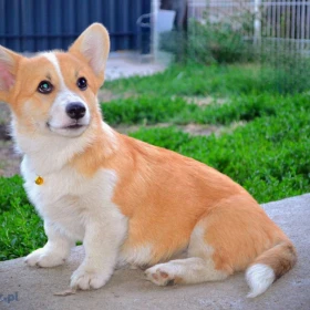 Welsh Corgi Pembroke – Piękne szczenięta