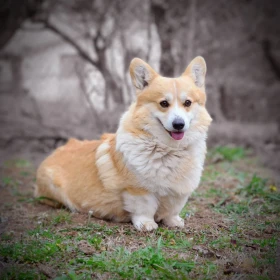 Welsh Corgi Pembroke – Piękne szczenięta