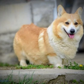 Welsh Corgi Pembroke – Piękne szczenięta