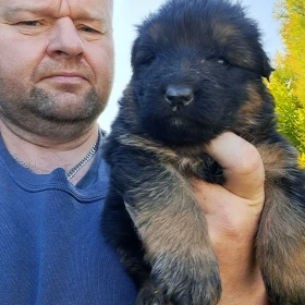 Owczarek niemiecki długowłosy