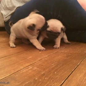 Oszałamiający miot szczeniąt mopsów płowych. Napisz do nas na WhatsApp: +447490124950