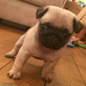 Oszałamiający miot szczeniąt mopsów płowych. Napisz do nas na WhatsApp: +447490124950