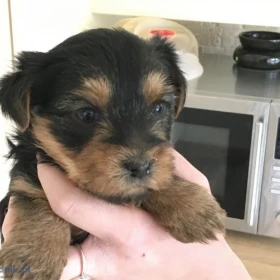 12-tygodniowe szczenięta yorka. Napisz do nas na WhatsApp: +447490124950