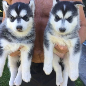 Słodkie szczenięta rasy husky syberyjski. Napisz do nas na WhatsApp: +447490124950