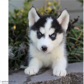 Słodkie szczenięta rasy husky syberyjski. Napisz do nas na WhatsApp: +447490124950
