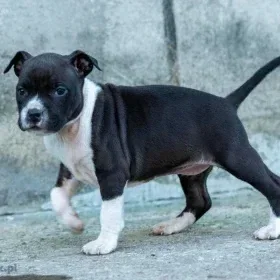 American Staffordshire terrier Zkwp FCI Amstaff