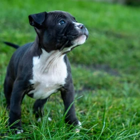 American Staffordshire terrier Zkwp FCI Amstaff