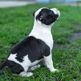 American Staffordshire terrier Zkwp FCI Amstaff