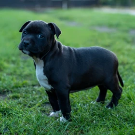 American Staffordshire terrier Zkwp FCI Amstaff