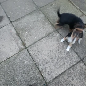 Szczeniaki kundelkii