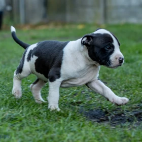 American Staffordshire terrier Zkwp FCI Amstaff