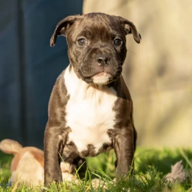 American Staffordshire terrier Zkwp FCI Amstaff