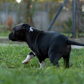 American Staffordshire terrier Zkwp FCI Amstaff