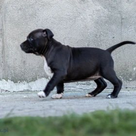 American Staffordshire terrier Zkwp FCI Amstaff