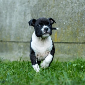 American Staffordshire terrier Zkwp FCI Amstaff