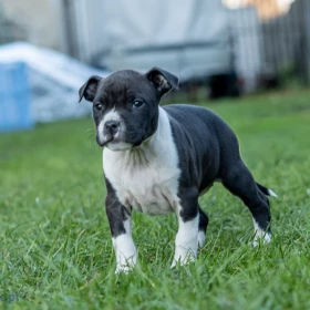 American Staffordshire terrier Zkwp FCI Amstaff
