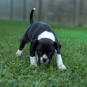 American Staffordshire terrier Zkwp FCI Amstaff