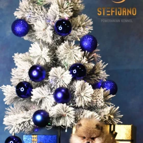 Pomeranian BOO Szczenięta