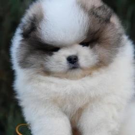 Pomeranian BOO Szczenięta